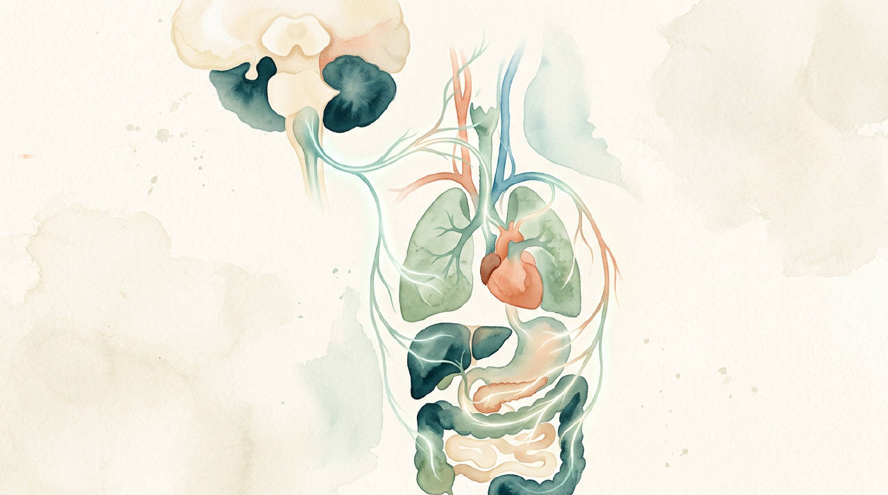 A calm, minimalist illustration showing the vagus nerve as a soft, glowing blue line connecting the brain to the heart and lungs